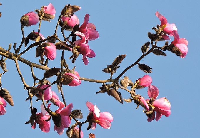 westonbirt-arboretum-spring-3