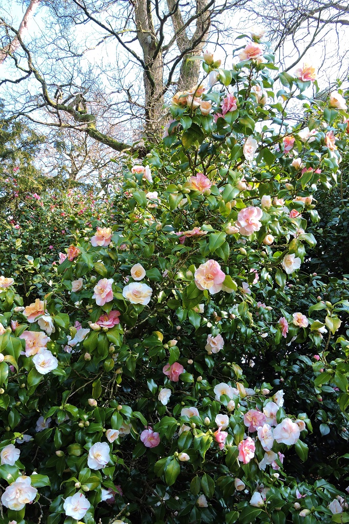 westonbirt-arboretum-spring-6