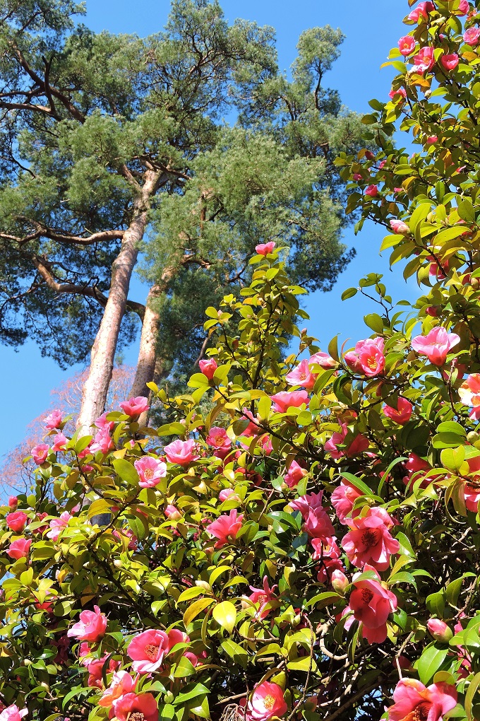 westonbirt-arboretum-spring