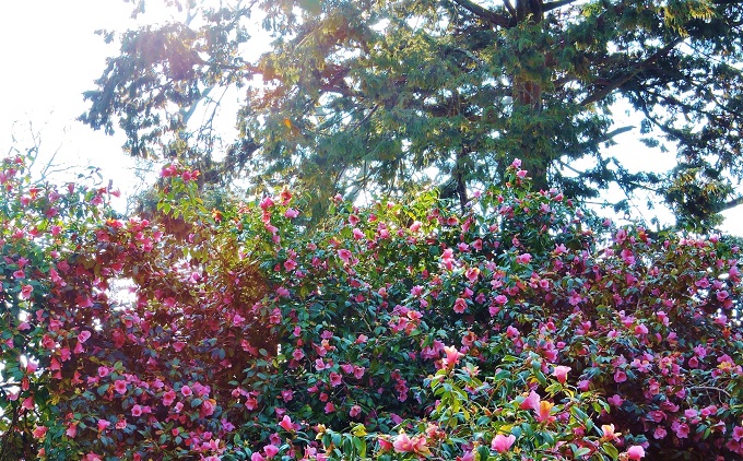 westonbirt-spring-2025-3