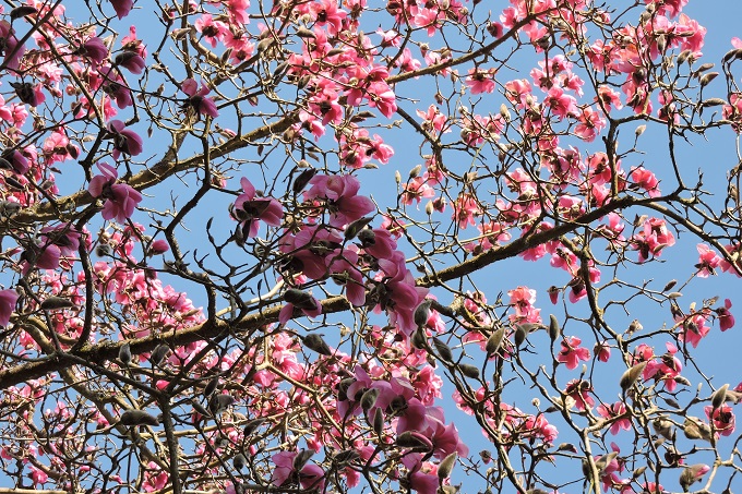 westonbirt-spring-2025-4