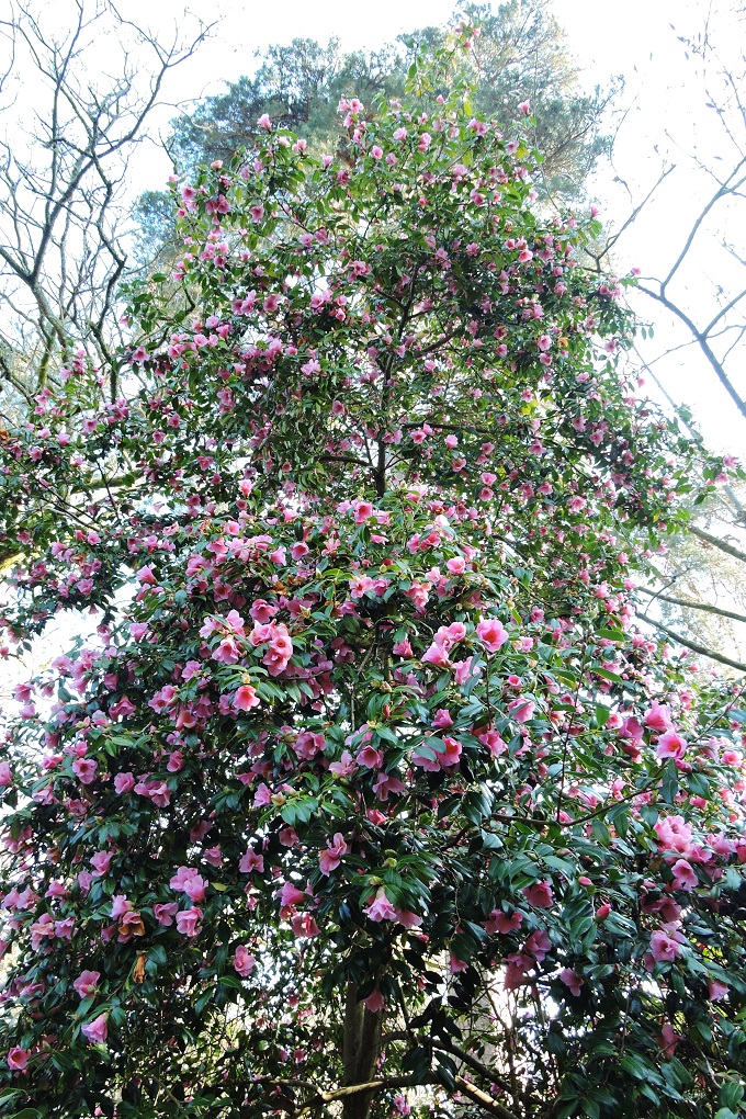 westponbirt-arboretum-spring-2025-4