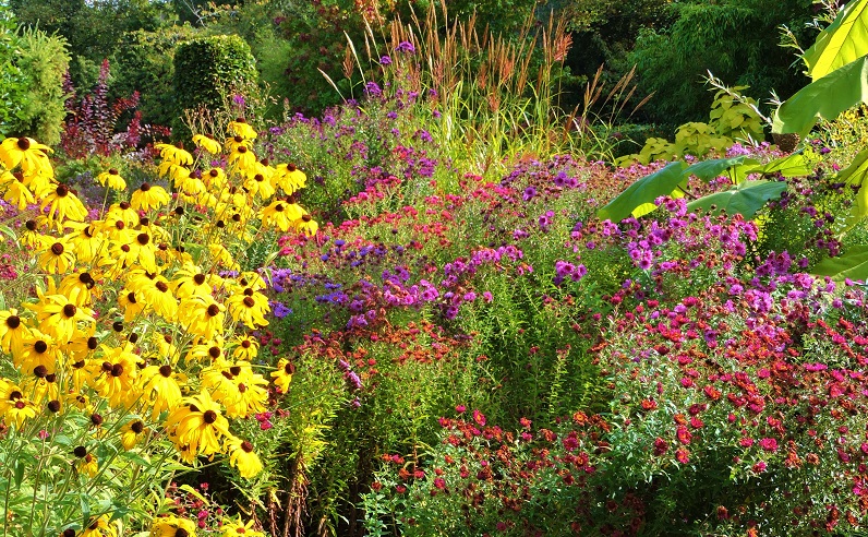 Michaelmas daisies