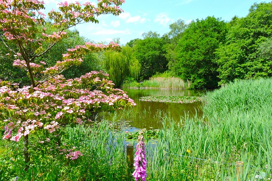 pensthorpe-lakes