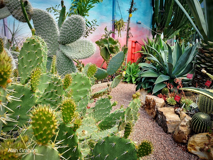 spiky-cactus-house