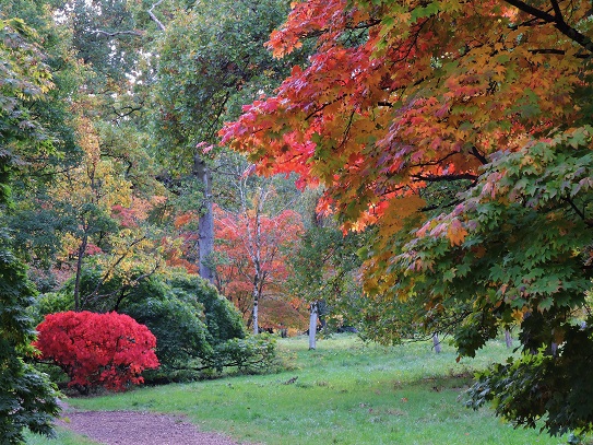 westonbirt-autumn-2022