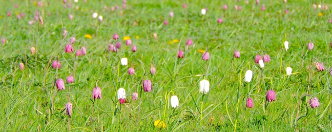 cricklade-fritillaries-2025