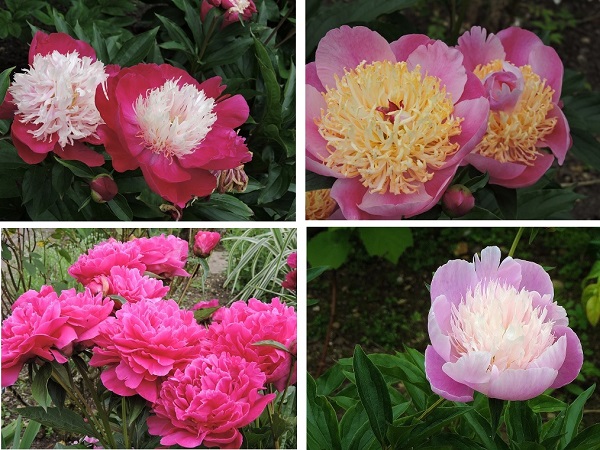 where-to-see-peonies