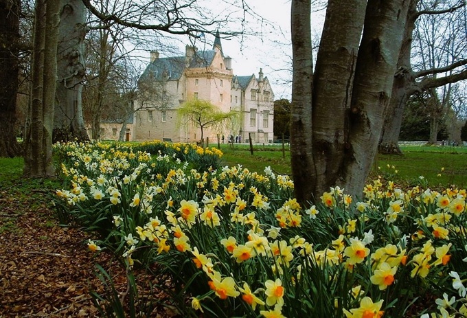 brodie-castle-daffodils