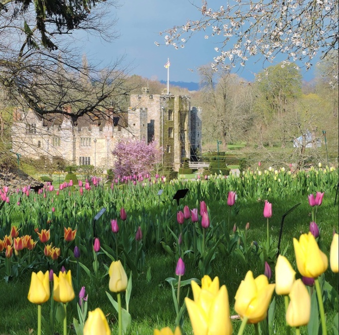 hever-castle-tulips