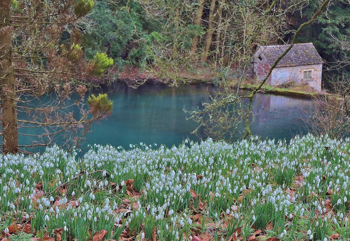 snowdrops-gloucestershire