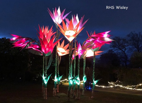 illuminetedgarden-wisley