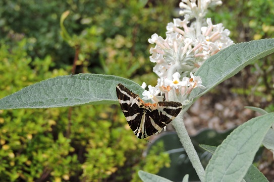 jersey-tiger-moth