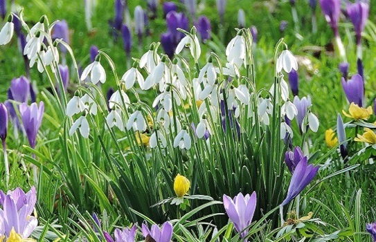 lacock-abbey-snowdrops