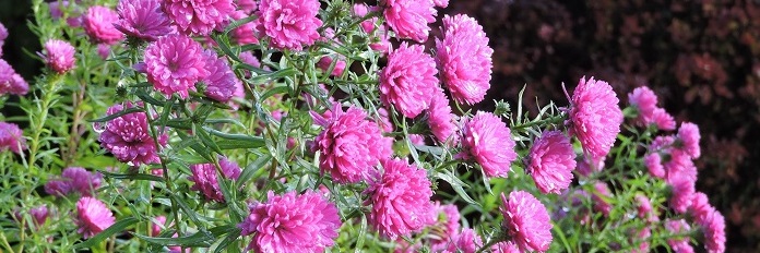 Michaelmas daisies