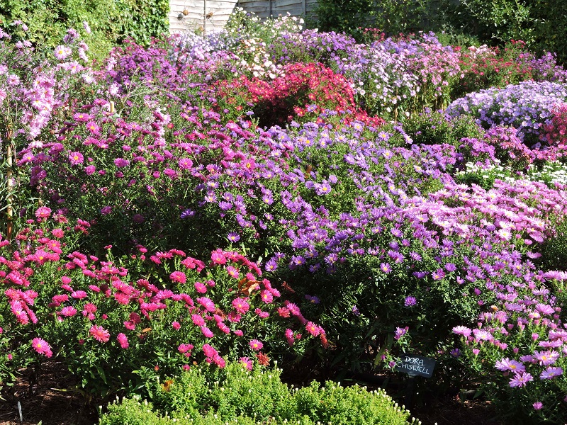 Michaelmas daisies