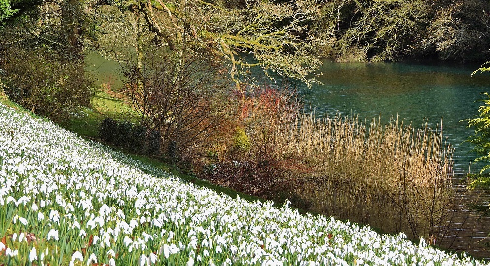 news-snowdrops