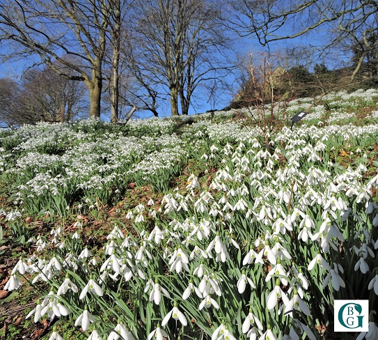 painswick-snowdrops-2024-tips