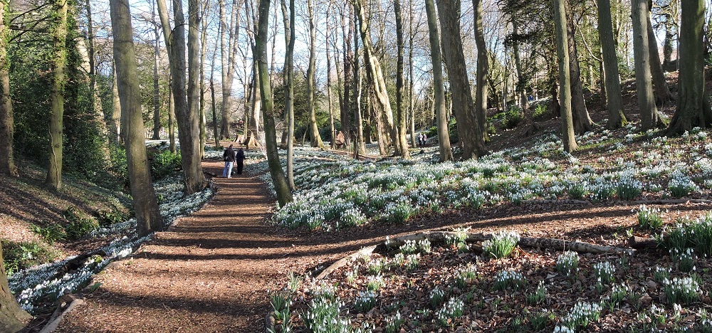 painswick-snowdrops