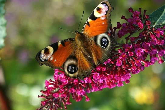 peacock-butterfly