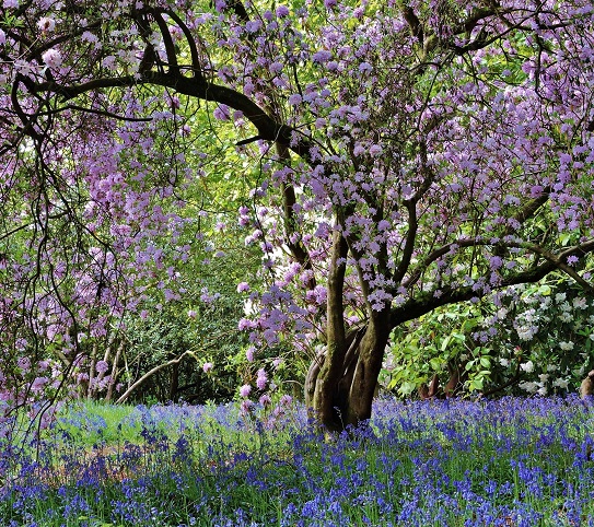 Rhododendron