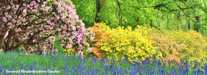 rhododendrons-wiltshire