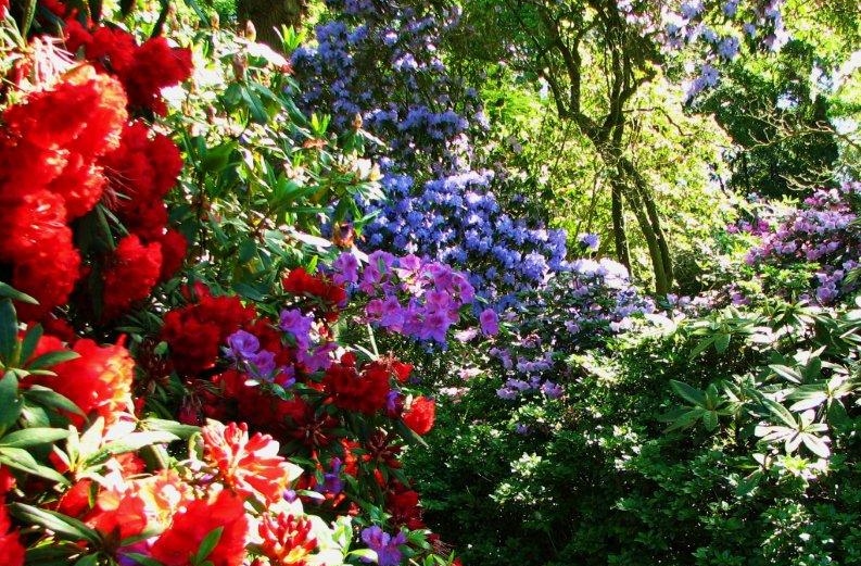 rhododendrons