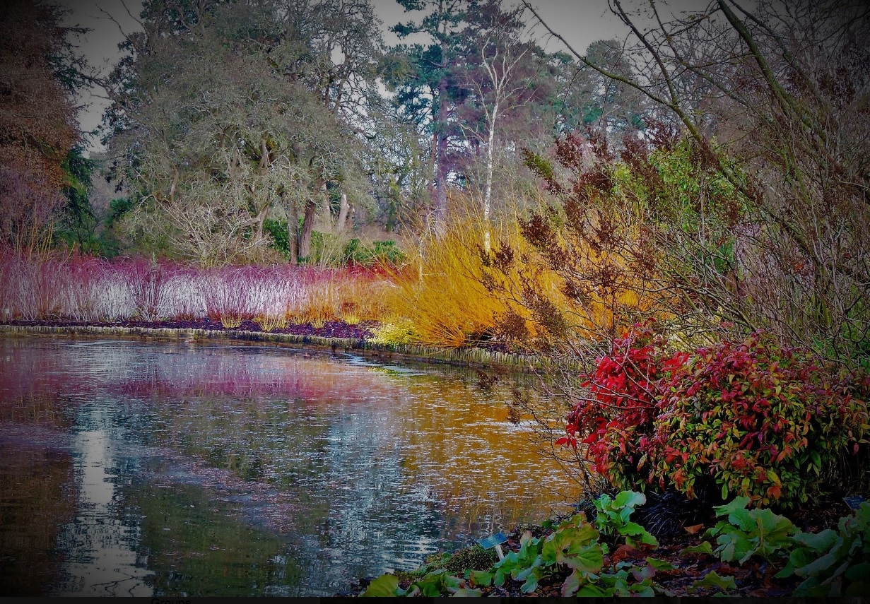 RHS Wisley Winter Garden