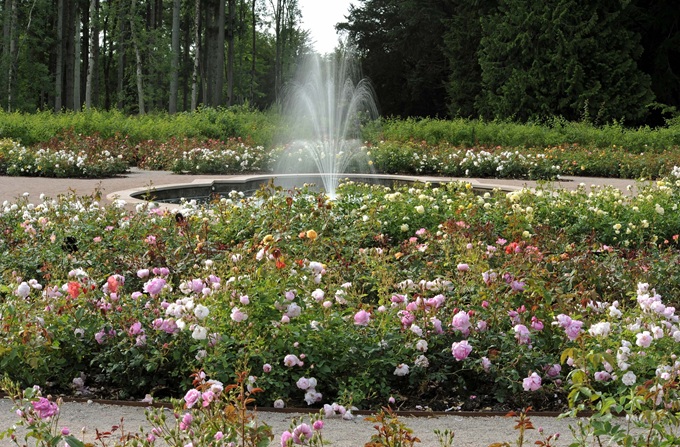 lowther-castle-roses