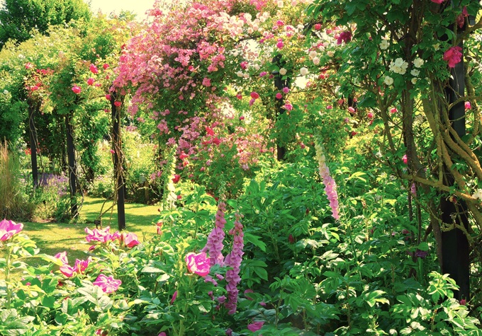 peter-beale-roses