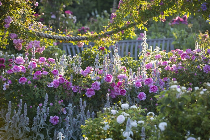 rosemoor-rose-gardens