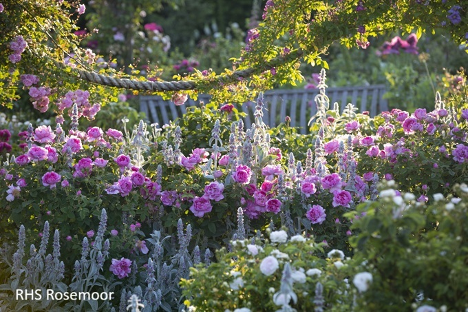 roses-and-rose-gardens-near-me