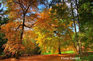 sheffieldparkautumn1