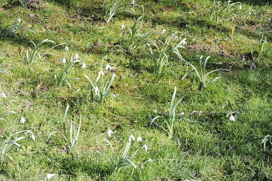 snowdrop-planting