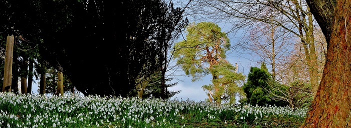 Snowdrops at Colesbourne Park