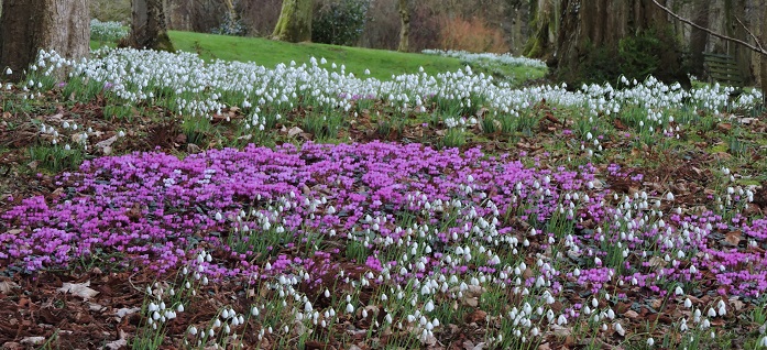 Snowdrop Woods