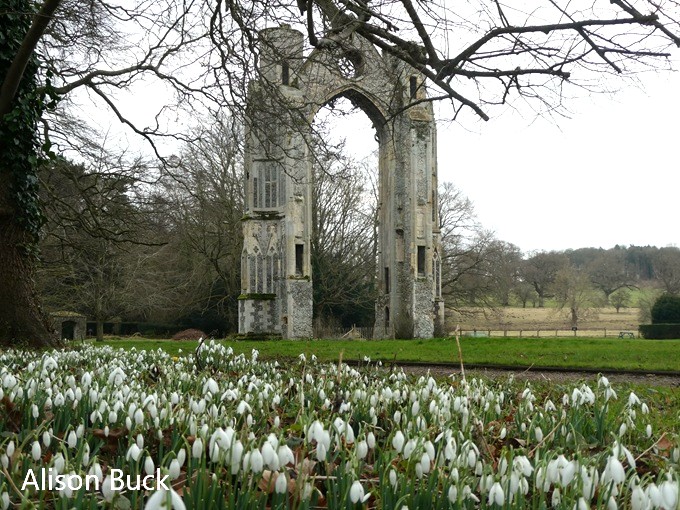 walsingham-abbey-snowdrops