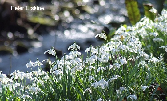 snowdrops-cambo-estate-garden