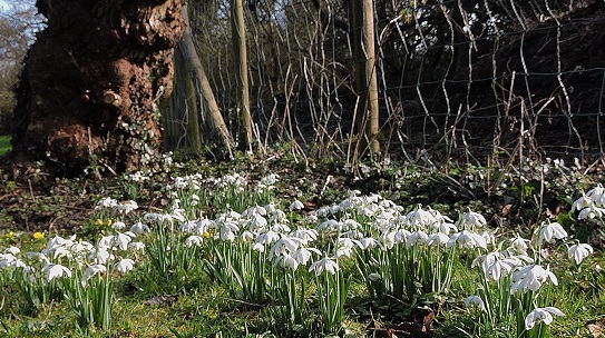 snowdrops-corner