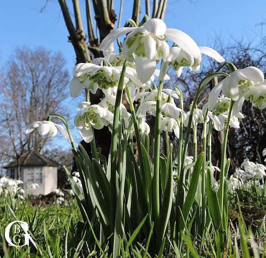 snowdrops-february