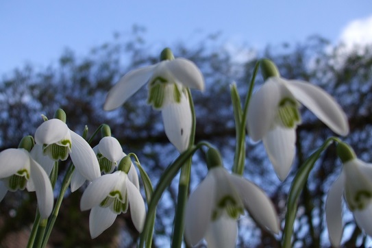 snowdrops-news-2023