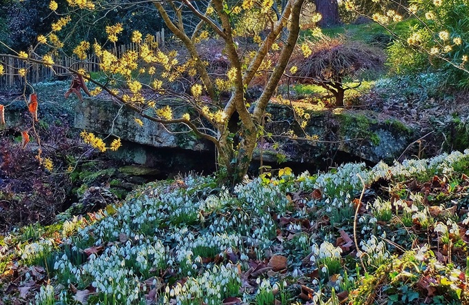Batsford-snowdrops-gloucestershire batsford-arboretum-snowdrops-gloucestershire