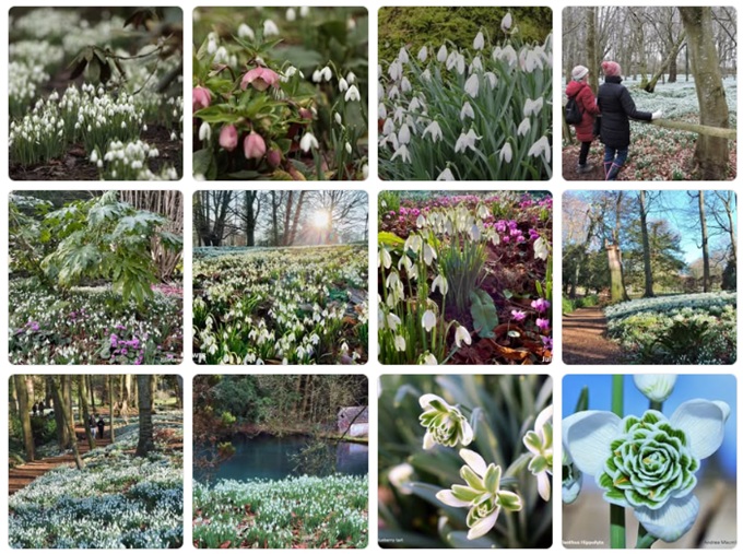 snowdrops-near-me-2026