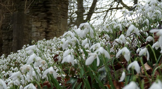 cerneyhouse-snowdrops