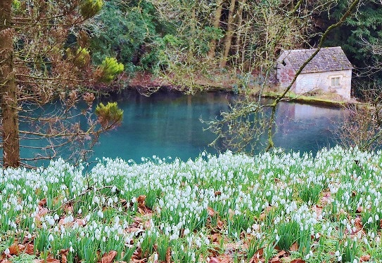 colesbourne-snowdrops-2022