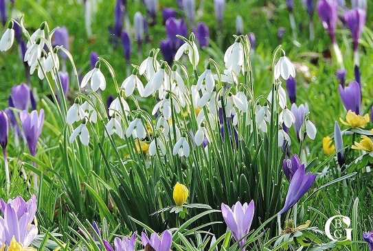 lacock-abbey-snowdrops-2022