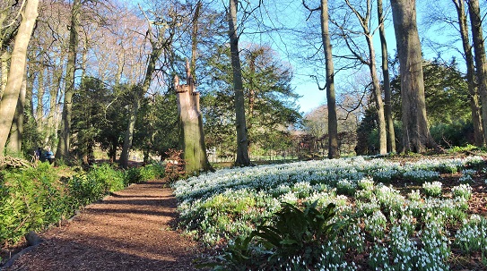 painswick-snowdrops