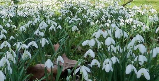 upton-wold-snowdrops