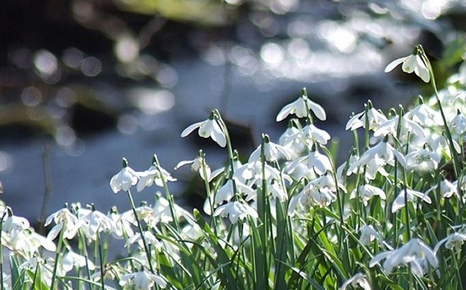 cambo-snowdrops