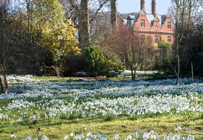 chippenham-park-snowdrops